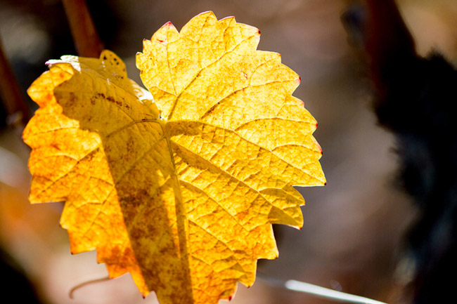 Feuille de vigne Champagne Mazzini